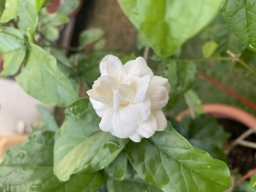 chengyee12