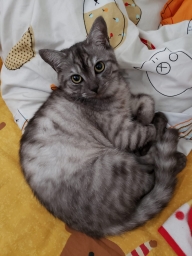 kawabibao