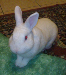 merilin