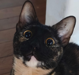 gabuabua