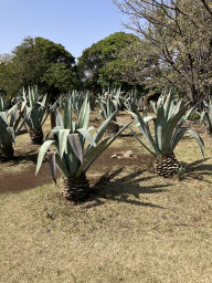 koohei