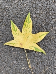 nargizatazut